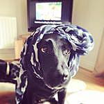 Sheila Wynn - @jasper_the_loveable_dog Instagram Profile Photo