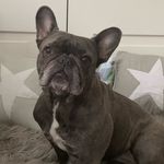 Shirley Fielding - @esme_the_blue_frenchie Instagram Profile Photo