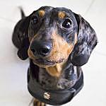 Simon Perez - @simon_the_minidachshund Instagram Profile Photo