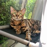 Xeni Snow Lawson - @a.cat.name.xeni Instagram Profile Photo