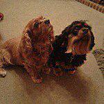 Sandra Wooldridge - @sandy_the_dog_lover Instagram Profile Photo