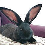 Stanley Giant Rabbit - @stanley_bunny1 Instagram Profile Photo