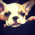 Stanley Morrow - @stanley_the_frugs Instagram Profile Photo