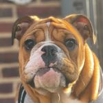 Stella Cash - @stella_cash_thebullies Instagram Profile Photo