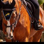 Stephanie Wilcox - @stephanie.w.equestrian Instagram Profile Photo