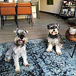 Stephen Pace - @schnauzers_of_surry_hills Instagram Profile Photo