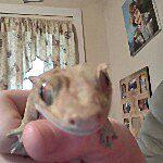 Steve Gunter - @steve_the_gecko.love_paige Instagram Profile Photo