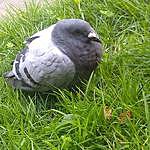 _steve.pigeon_ - @_steve.pigeon_ Instagram Profile Photo