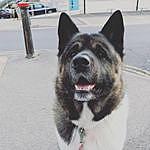 Sue Andrews - @archietheamericanakita Instagram Profile Photo