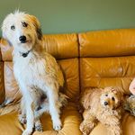 Suzanna Chandler - @daycare4pets Instagram Profile Photo