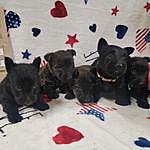 Tammy Huddleston - @ellie.mea.puppies Instagram Profile Photo