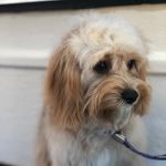 Tanya bray - @detail_dog_grooming Instagram Profile Photo