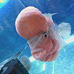 Arshia Flowerhorn fish CBE - @arshiaflowerhornfish Instagram Profile Photo