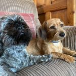 Pickle - @pickle_and_ted Instagram Profile Photo