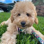 Teddy Carter - @teddy.the.minipoodle Instagram Profile Photo