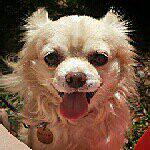 Teddy Stewart - @tedday_the_chihuahua Instagram Profile Photo