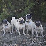 TaMolly, Tubby, Teddy, Tasty - @a_pug_life_ Instagram Profile Photo