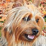 Goodie Silky Terrier - @goodiethesilky Instagram Profile Photo