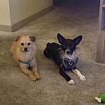 Tiny Tony and Little Mac - @tinytonyterrier Instagram Profile Photo