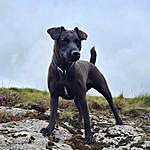 Southwest Fell Terriers - @patterdale.pip.and.skye Instagram Profile Photo