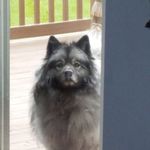 Terri Davis - @keeshond2020 Instagram Profile Photo