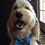 Terri Kimbrough Schwarz - @buddythedoodleky Instagram Profile Photo