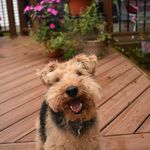 Kipper | Welsh Terrier - @kipperthegoodboy Instagram Profile Photo
