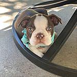 Boston Terrier - @boozertheboston Instagram Profile Photo