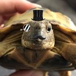 Terry the Horsfield Tortoise - @lordtshellington Instagram Profile Photo