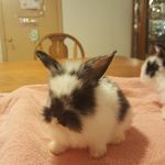 Terrie George - @s_h_bunny_farms Instagram Profile Photo