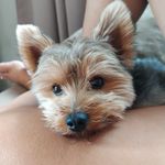 York Shire Terrier Sushi - @ystsushi Instagram Profile Photo