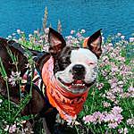 Binx the Boston Terrier - @senorita_binx Instagram Profile Photo