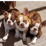 Furrever Boston Terriers - @furreverbostonterriers Instagram Profile Photo