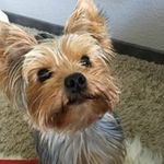 Richi Yorksher Terrier Osinski - @osinskirichi Instagram Profile Photo