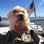 Remington the Terrier Pup - @misterremington Instagram Profile Photo