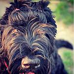 Black Russian Terrier club - @black.russian.terrier Instagram Profile Photo