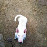 Bull Terrier Standard - @bullterrierstandard Instagram Profile Photo