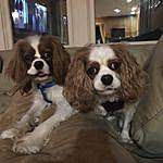 Tessie and Tucker - @ski165 Instagram Profile Photo