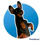 Scott - @scott.the_dachshund Instagram Profile Photo