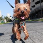 The Duchess of York - @duchess_of_yorkshire_terriers Instagram Profile Photo