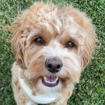 Theodore Barry - @theo.dorethecavoodle Instagram Profile Photo