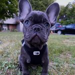 Theodore Parker - @theo_the_frenchie2022 Instagram Profile Photo