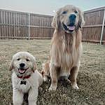 Theo and Tucker - @theo.and.tucker Instagram Profile Photo