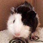 Guineapig Chip$Timmy - @furball_chip_timmy Instagram Profile Photo