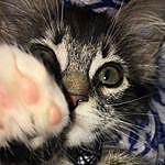 Toby Shae Ridenour - @thaddeus_the_cat Instagram Profile Photo