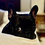 Meredith and Todd Manley - @fannie_the_frenchie Instagram Profile Photo