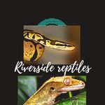 Tom Hawley - @riverside_reptiles_ Instagram Profile Photo