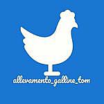 tommaso durelli - @allevamento_galline_tom Instagram Profile Photo