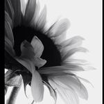 Tonya Palka - @sunflower_souled Instagram Profile Photo