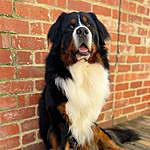 Tracey Green - @mrbozley_theberner Instagram Profile Photo